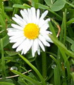 مینای چمنی